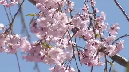 穏やかな陽気に春を満喫　富山は13日も晴れ
