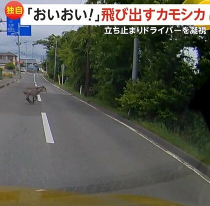 【独自】「おーいおいおいおい！！」飛び出した“カモシカ”がドライバーを凝視「安全運転でお願いしますよ」と言いたかった？　宮城・栗原市