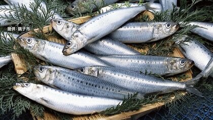 千葉・銚子市の「入梅イワシ」ピンチ　水揚げは2021年の1割以下の1600トン　関東甲信の史上2番目に遅い梅雨入りが影響か