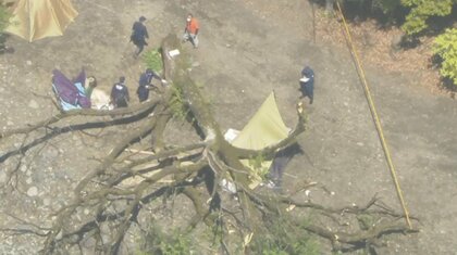 キャンプ場事故は伐倒判断の“迷い”が原因？運営管理者が徹底すべき判断に迷った時の「樹木医や林業指導所」への相談