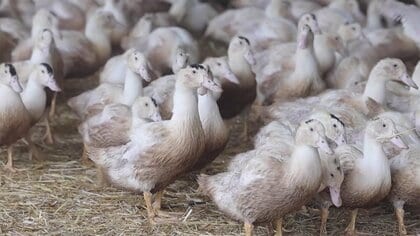 致死率50％超は本当？専門家が解説する鳥インフルエンザが世界中で感染拡大する理由と気をつけるべきこと