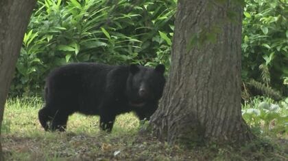 クマの出没ピーク「10月以降に再来の可能性」専門家が警告…冬眠前の食いだめ期に注意　クマ被害が過去最悪ペース23人被害　岩手県