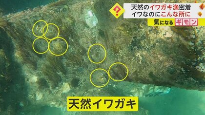 天然のイワガキ漁にカメラが密着　“岩”だけでなく“波消しブロック”でも…漁獲量は10年で3割減少　鳥取市
