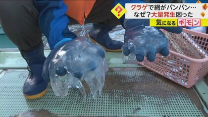 【クラゲ大量発生】網に魚の姿は見られず…漁師も困惑　専門家「人為的な駆除は困難」　瀬戸内海