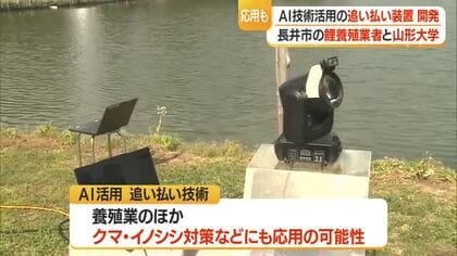 池のコイ5分の4を鳥に食べられ死活問題　AI活用“鳥追い払い装置”で特産のコイ守る　山形・長井市