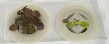 小惑星リュウグウの砂を“再現した土”での野菜栽培に成功…味や成長速度の違いは？月で栽培できそうか研究者に聞いた