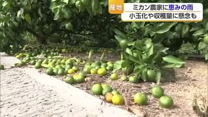 「首の皮一枚つながった」宇和島のミカンに恵みの雨も「これはポイ」規格外の小玉増　収穫量減懸念【愛媛】