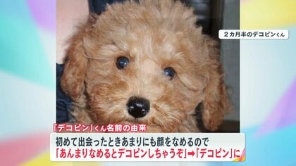 話題】大谷の愛犬の名前「デコピン」ブーム日米で広がる 店名や芸人