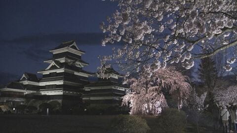 満開！松本城本丸庭園で「夜桜会」　300本ライトアップ　期間中は無料開放　長野・松本市