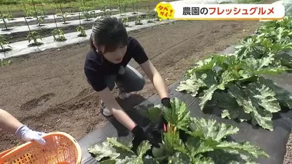 富山の農園で味わうフレッシュな体験