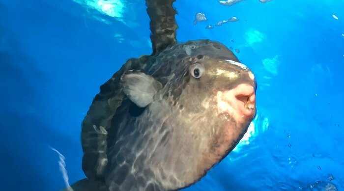 スタッフが来たことを知るとやってくる(提供:サンシャイン水族館)