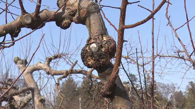 温暖化の影響受けるリンゴの早生品種『つがる』