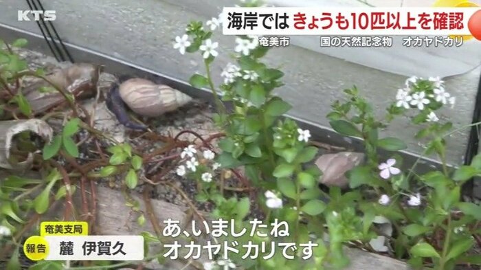 奄美市の海岸を取材すると、オオヤドカリは近くの林の中ですぐに見つかった