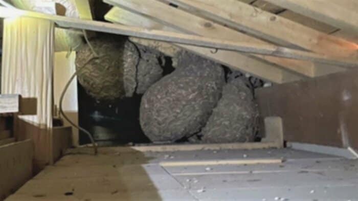 お盆に帰省した孫たちが巨大化した巣を発見 屋根裏に4つも…