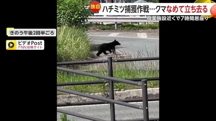 熊が道路を悠々と渡っている様子