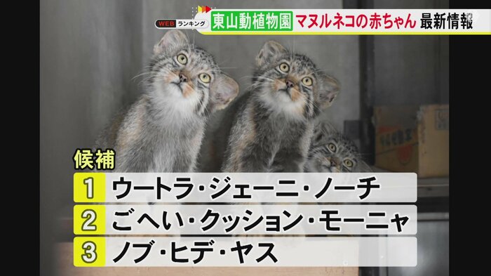 東山動植物園の「マヌルネコ」の赤ちゃん3匹
