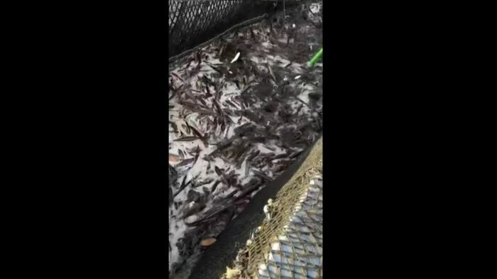 定置網漁の様子（提供：ツガイナカ中村漁場）