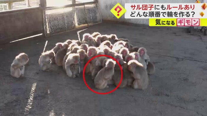 赤丸で囲んだサルが、左側に移動すると…