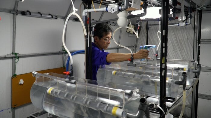 ウナギの仔魚にエサを与える作業(提供:近畿大学水産研究所)