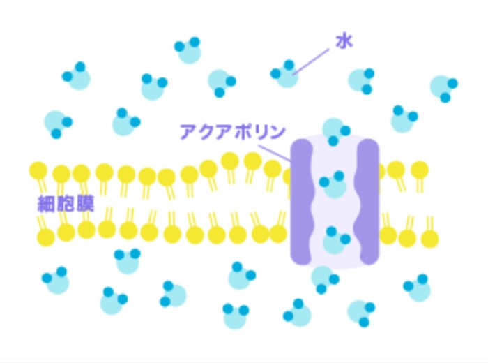 潤いの仕組み