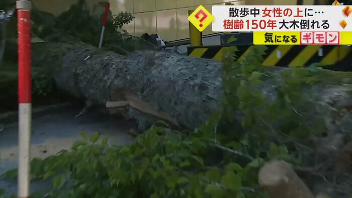 倒れたモミの木が横たわっている