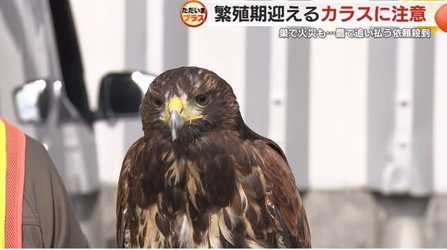 田中さんの鷹