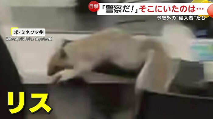 デスクを走り回っていたリス