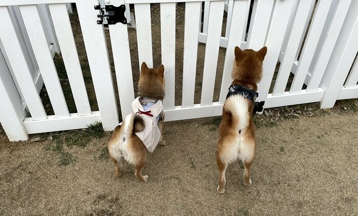 犬見知り同士で出入り口の門番中(左:お友達のおこげちゃん 右:いそべくん)