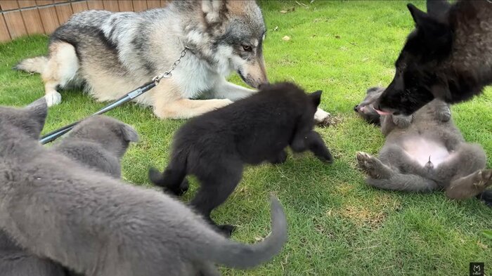 ブーリ君の前では子犬たちの姿勢が低くなる