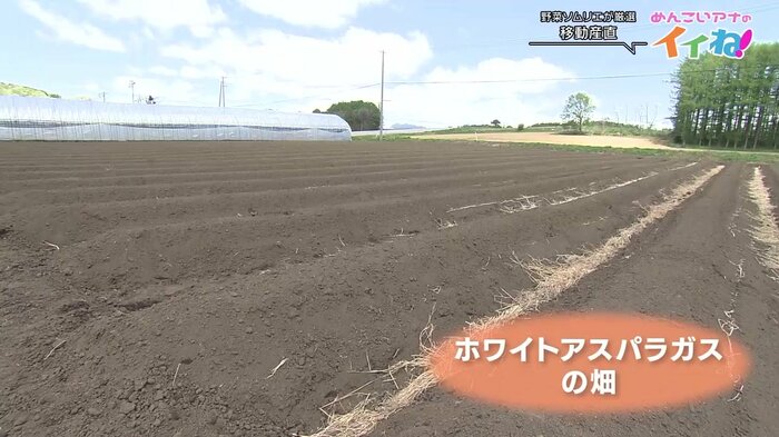ホワイトアスパラガスはどこ?