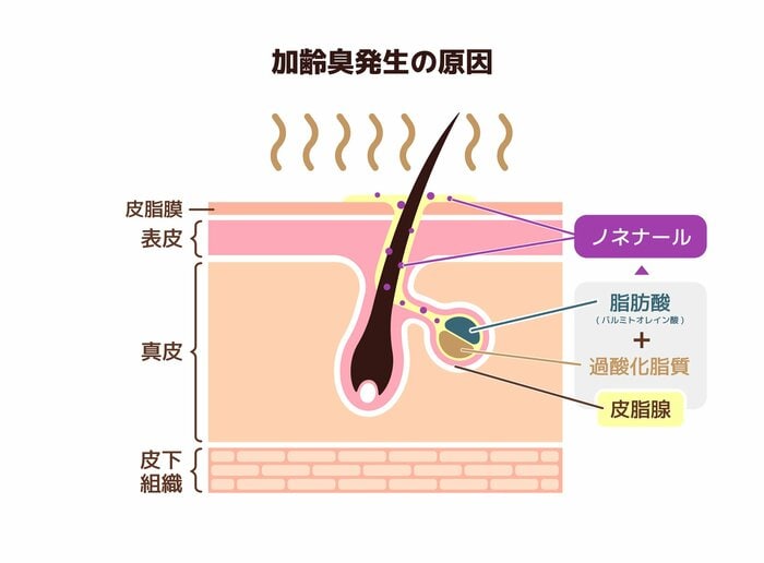 加齢臭の発生メカニズム（画像はイメージ）