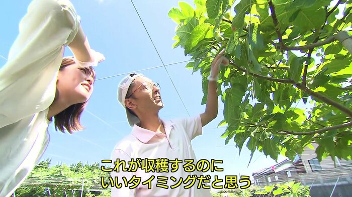 イチジク農家の山田真嗣さん