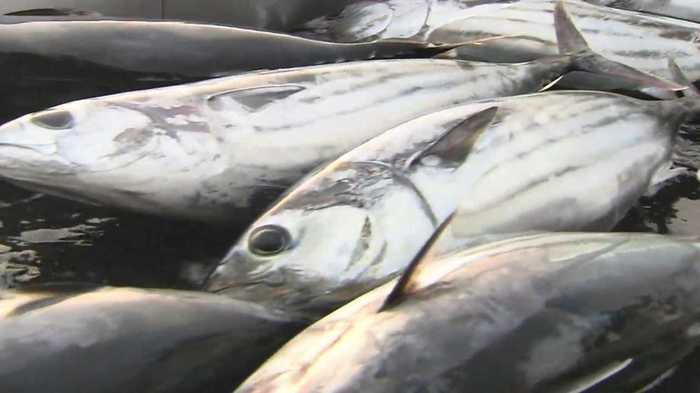 伝統“一本釣り”の味を家庭でも 初夏の風物詩、さっぱり爽やか初鰹の楽しみ方