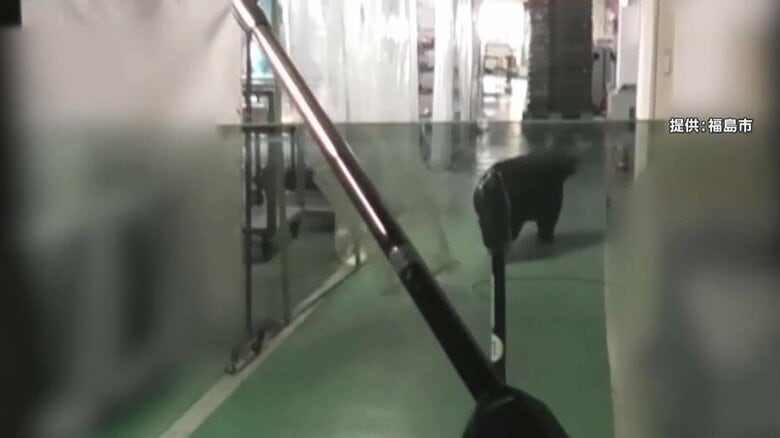 目の前に迫る巨大クマ　麻酔銃も効かず暴れ逃走　緊急銃猟の一部始終　専門家「毛の生え替わりで針が奥まで入らず」　福島工場居座り｜FNNプライムオンライン