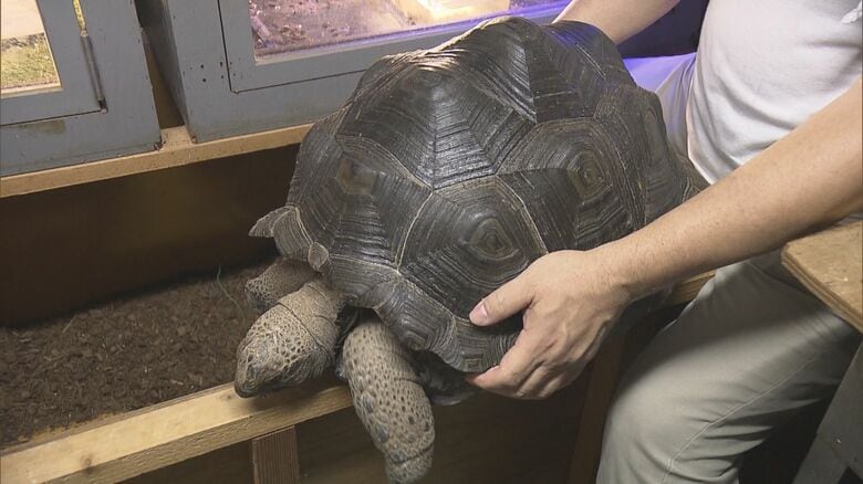 「欲しくなってしまった」…ペットショップ“常連客”を逮捕　「アルダブラゾウガメ」など希少なカメ盗んだか｜FNNプライムオンライン