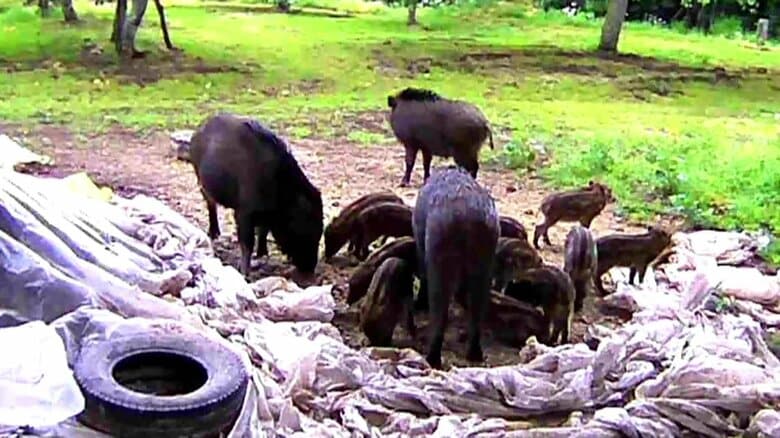 米ぬかはごちそう…果樹園荒らすイノシシの群れ　食べ尽くしては移動を繰り返し被害拡大　カメラには駆け回るウリボーの姿も　青森｜FNNプライムオンライン