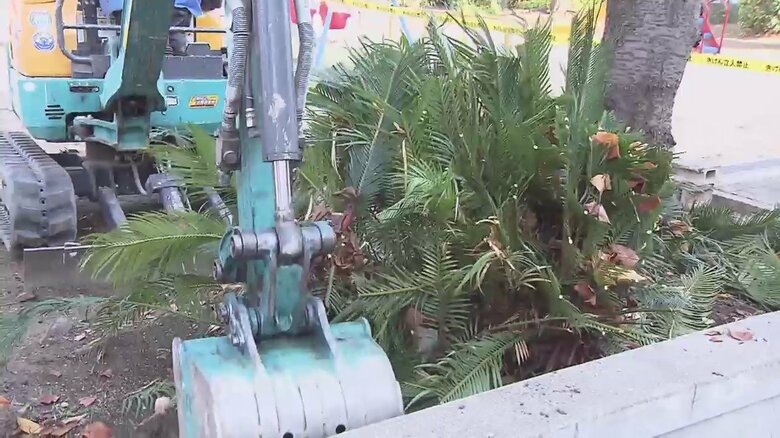 大阪の公園で広がる“勝手植え” 子どもが遊ぶ公園に危険な植物 無断で樹木を植えると刑事罰も｜FNNプライムオンライン