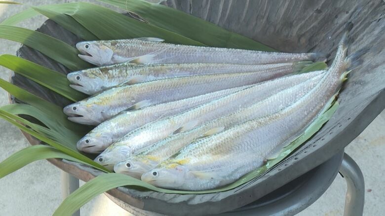 「弘法大師が浮かべた葉が魚に変わった」という伝承も残る“幻の魚”エツ 環境変化や乱獲などで絶滅危惧種に指定 人工孵化に取り組む人たち 【福岡発】|FNNプライムオンライン