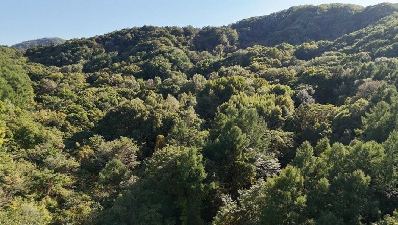 クマの駆除に反対『日本熊森協会』（会員約2万2000人）が北海道札幌市で18ヘクタールの森林を取得―ヒグマの出没が相次ぎ人身事故や緊急銃猟が行われた西区エリア付近―野生動物との共存目指し問題提起へ｜FNNプライムオンライン