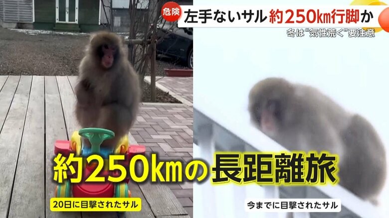 「すごくびっくり」“左手のないサル”が住宅デッキに　東京・神奈川でも目撃されたサルが山梨まで250km行脚か　“人に危害のおそれ”町が注意呼びかけ　山梨・富士河口湖町｜FNNプライムオンライン