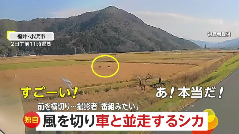【独自】「わ！わ！すごい！」田園地帯を疾走する2匹のシカが堤防を駆け上がり車の前を横切る　撮影者「夜だとブレーキ間に合ったかどうか…」　福井・小浜市｜FNNプライムオンライン