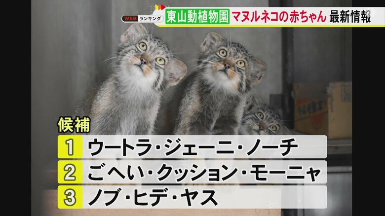 開園5分で人だかり…東山動植物園の『マヌルネコ』赤ちゃん3兄弟 愛称3パターンの投票実施中で“三英傑”由来も｜FNNプライムオンライン