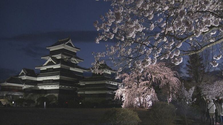 満開！松本城本丸庭園で「夜桜会」　300本ライトアップ　期間中は無料開放　長野・松本市｜FNNプライムオンライン