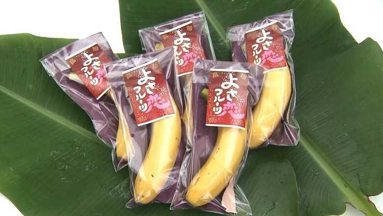 こだわりの方法で1本1000円高級バナナを栽培　おすすめの食べ方はアイスに天ぷら！そして極めつきが…【高知発】｜FNNプライムオンライン