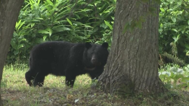 クマの出没ピーク「10月以降に再来の可能性」専門家が警告…冬眠前の&quot;食いだめ期&quot;に注意　クマ被害が過去最悪ペース23人被害　岩手県｜FNNプライムオンライン