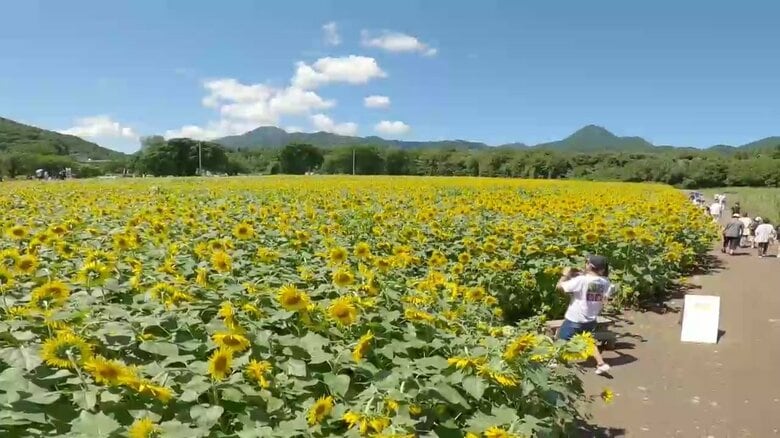 ヒマワリ迷路と20万本の夏の絶景スポット～1.6ヘクタールに広がる黄色の絨毯　家族連れや観光客でにぎわう「煙山ひまわりパーク」【岩手発】｜FNNプライムオンライン