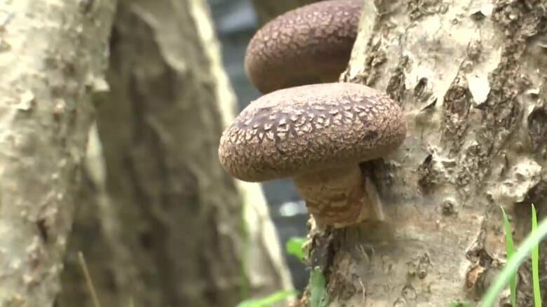 “宇宙を旅した菌から育てたシイタケ”　小学生が収穫体験　岩手県洋野町｜FNNプライムオンライン