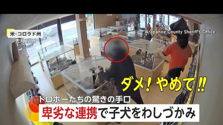 ペットショップの子犬わしづかみ …約63万円のブルドック2匹“窃盗”　“倒れたフリ”3人組の卑劣手口…女性店員決死のタックルも逃走　アメリカ｜FNNプライムオンライン