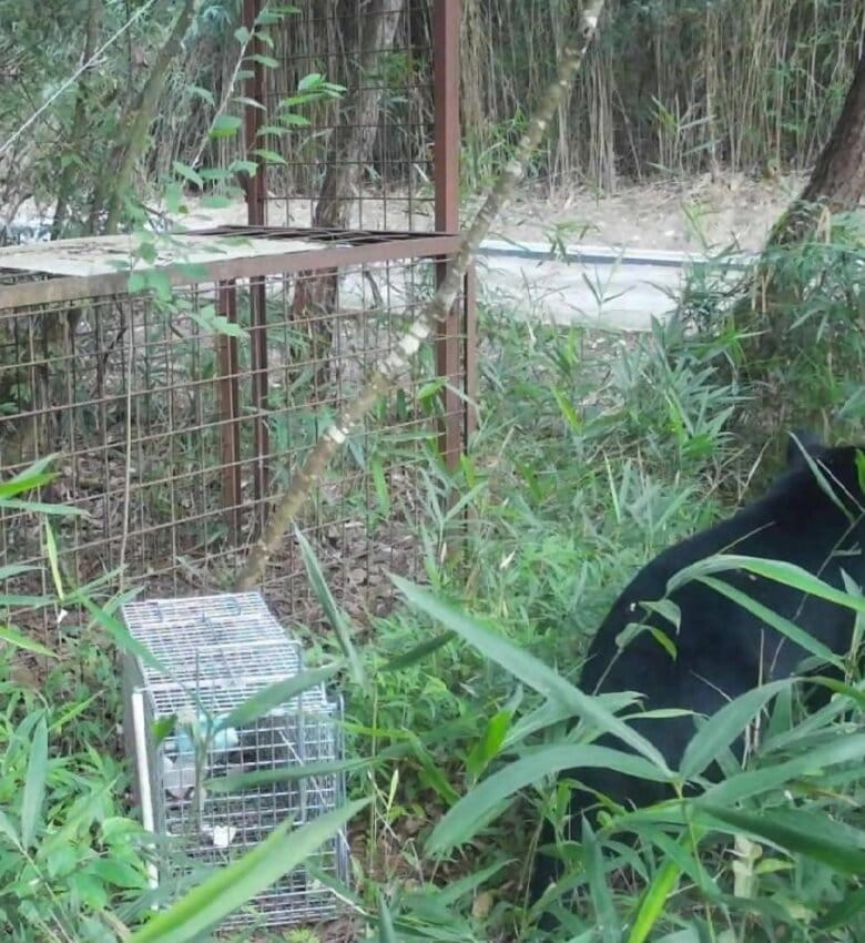 【速報】「先月と同じクマの可能性」神戸市北区の山林でツキノワグマを確認　人への被害なしも民家まで約350メートル　市は捕獲用のおり設置を急ぐ　｜FNNプライムオンライン