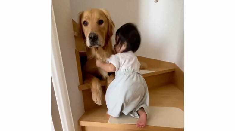 “妹”が危ない！「ダメだぞ〜」と階段を上らせない犬が賢い…2階から下りないように止めたことも？優しい行動の理由を聞いた｜FNNプライムオンライン